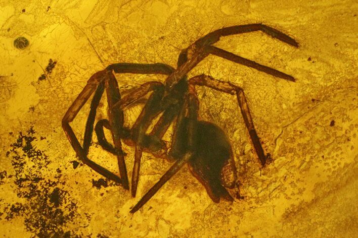Detailed Fossil Spider (Araneae) in Baltic Amber #135018